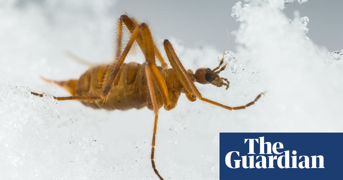 Snow fly in US and Canada can detach its legs to survive, research shows