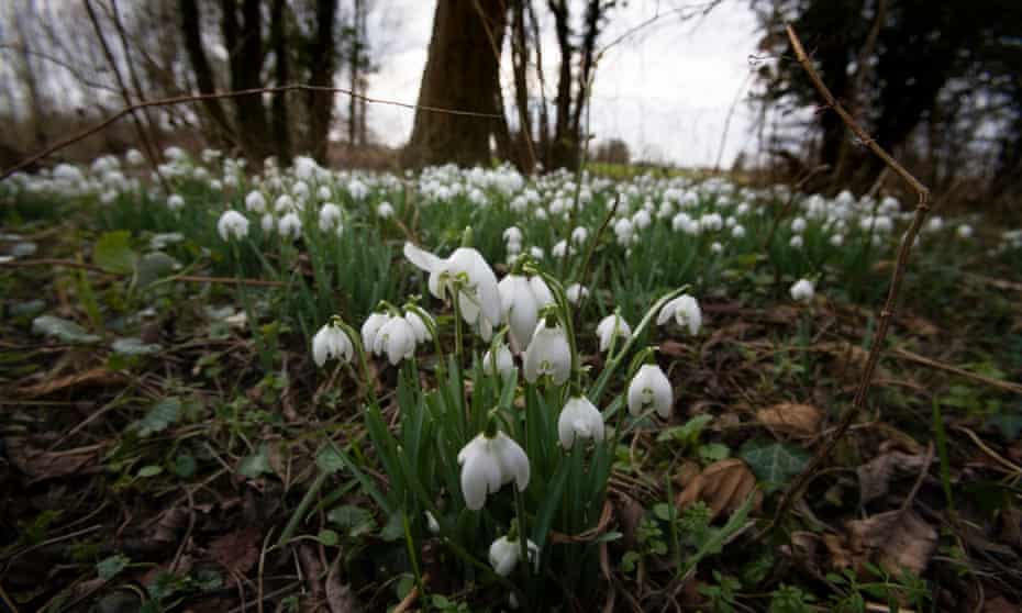 ‘Spread wherever you want’ ... snowdrops.