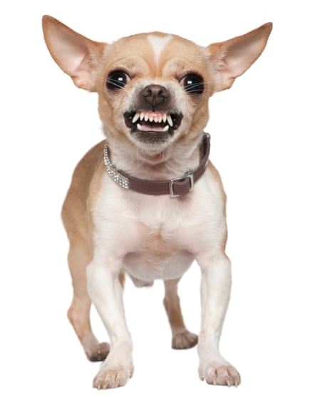 Angry Chihuahua.