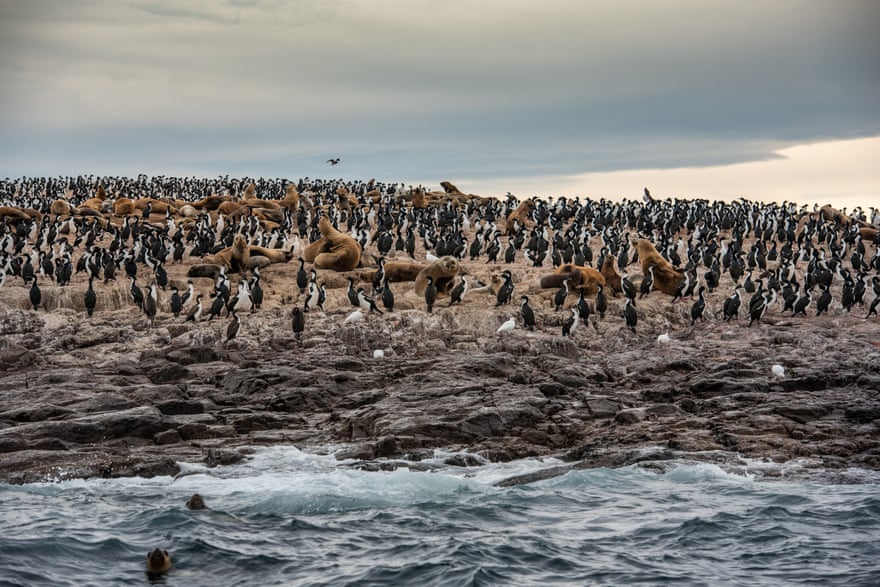 A sea lion colony and sea bird rookeries on Islas Blancas, near Camarones, on the Atlantic coast of Argentine Patagonia