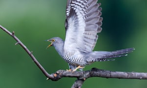 The common cuckoo, the only one of three cuckoo species found in Europe to visit Britain, and on the red list.