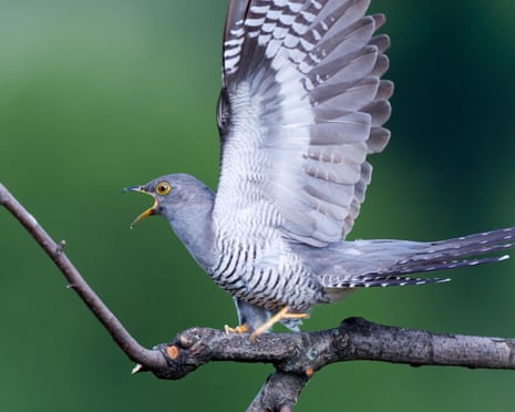 A common cuckoo on a branch