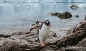Gentoo penguins at Neko Harbour.