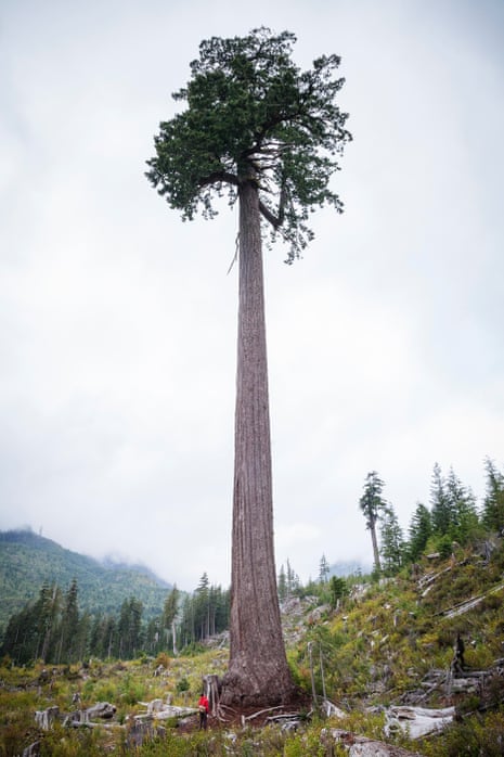 465px x 698px - The last great tree: a majestic relic of Canada's vanishing rainforest |  Environment | The Guardian