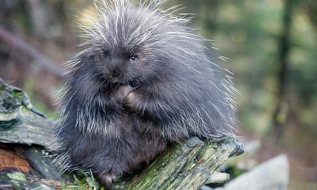 Grey porcupine sitting curled up on a piece of dead wood, in a forest