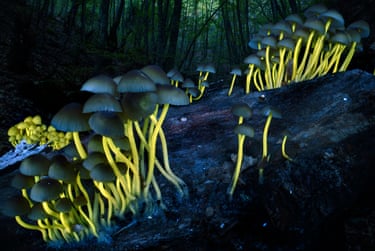 Mushrooms growing on a log with glowing yellow stems