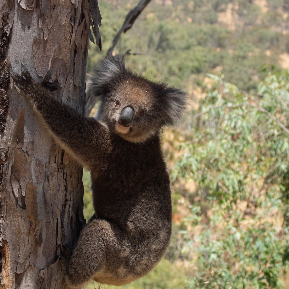 Koala 'massacre': scores of animals found dead or injured after plantation  logging | Wildlife | The Guardian