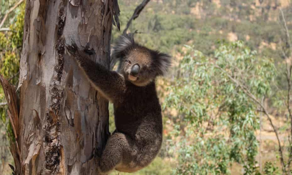 A koala climbs a eucalyptus tree