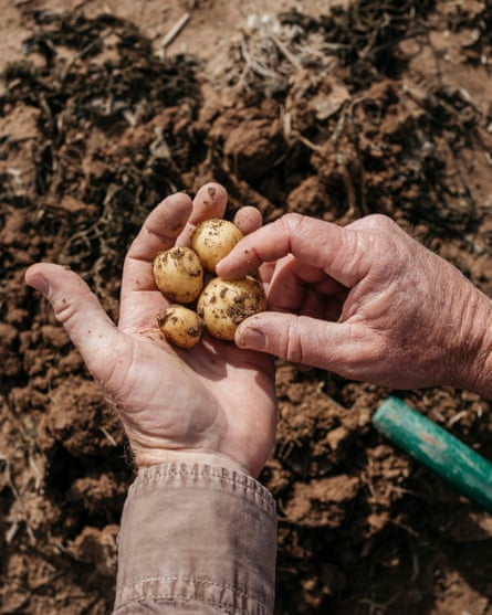 The baby potatoes grown at Chaffin Farms, Blythe, California, USA, 2019