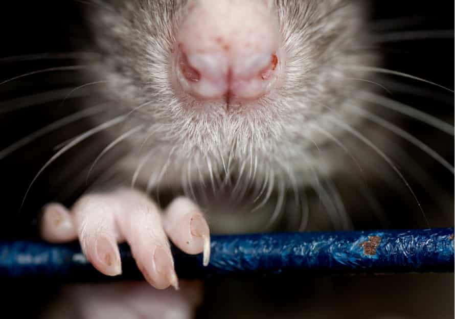 Mice Woke Me By Running Through My Hair I Have Never Been The Same Since Brigid Delaney The Guardian