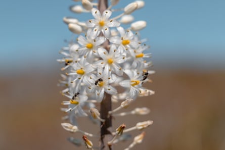 A white and yellow flowered plant with bees on it