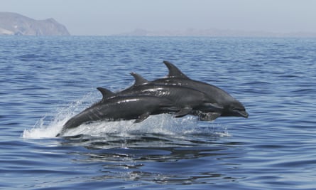 Adult Pacific bottlenose dolphins (Tursiops truncatus gilli) jumping at surface, upper Gulf of California, Sea of Cortez, Mexico