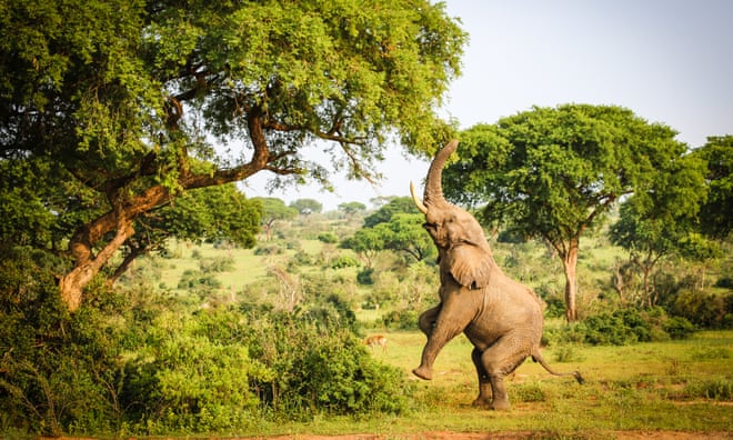 ‘Is it “woke” to care about the environment?’: how Trump’s cuts are dismantling global conservation work ‘Is it “woke” to care about the environment?’: how Trump’s cuts are dismantling global conservation work