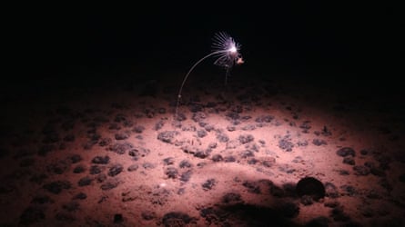 A dark image taken from the bottom of the seabed