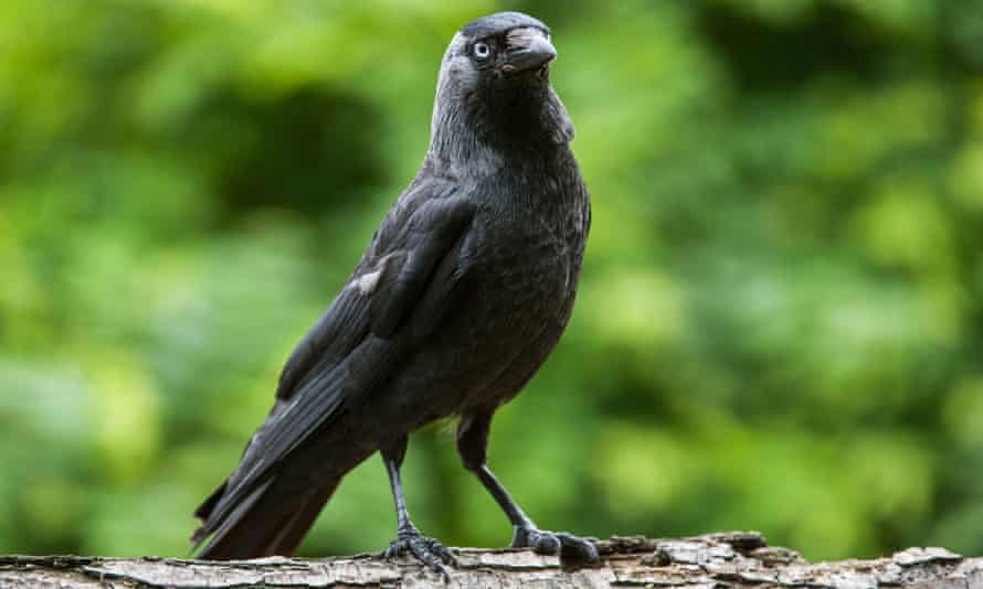 ‘Corvids can plot, plan, scheme and even lie. They think like we do.’