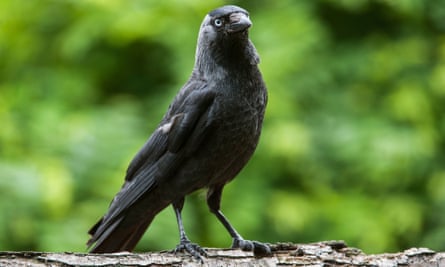 ‘Corvids can plot, plan, scheme and even lie. They think like we do.’