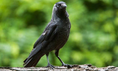 A jackdaws standing on a branch