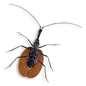 A violin or fiddler beetle, Mormolyce phylloies, from Asia