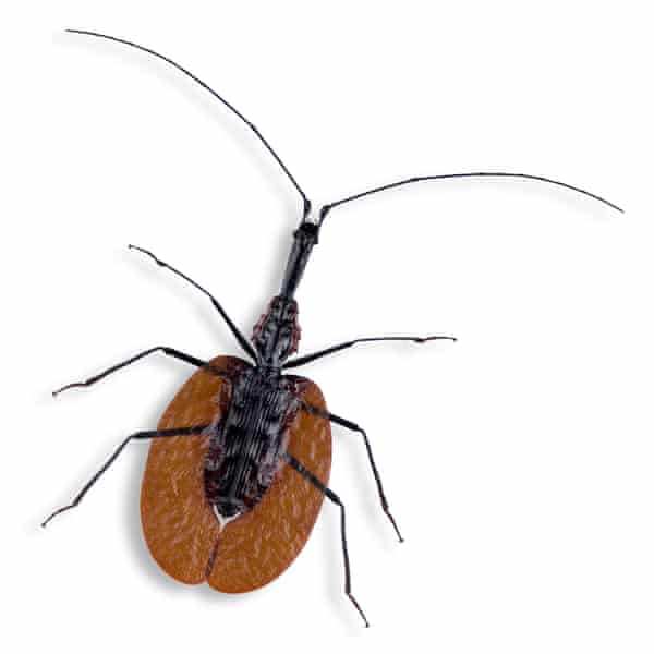 A violin or fiddler beetle, Mormolyce phylloies, from Asia