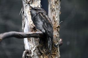 The tawny frogmouth came second in the 2019 Australian bird of the year poll