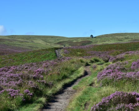 Heather on Haworth Moor, West Yorkshire