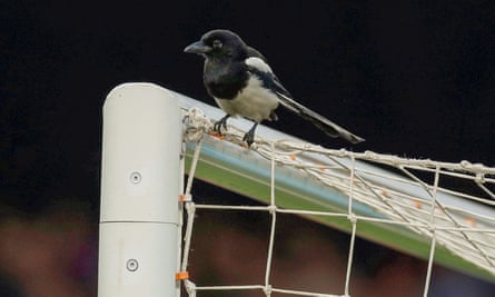 A magpie perches on the goalpost at the Camp Nou stadium.