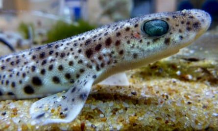 A small-spotted catshark.