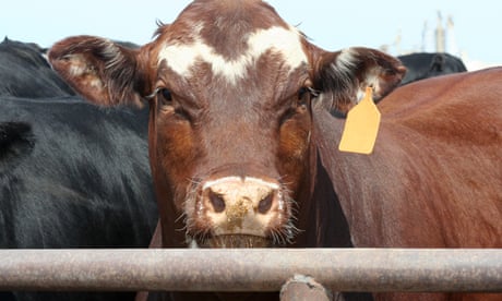 Brown cow behind metal fence with yellow tag in ear. Brown cow behind metal fence with yellow tag in ear.