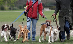 Dog walkers operating in the informal economy are among those likely to be earning below the minimum wage.