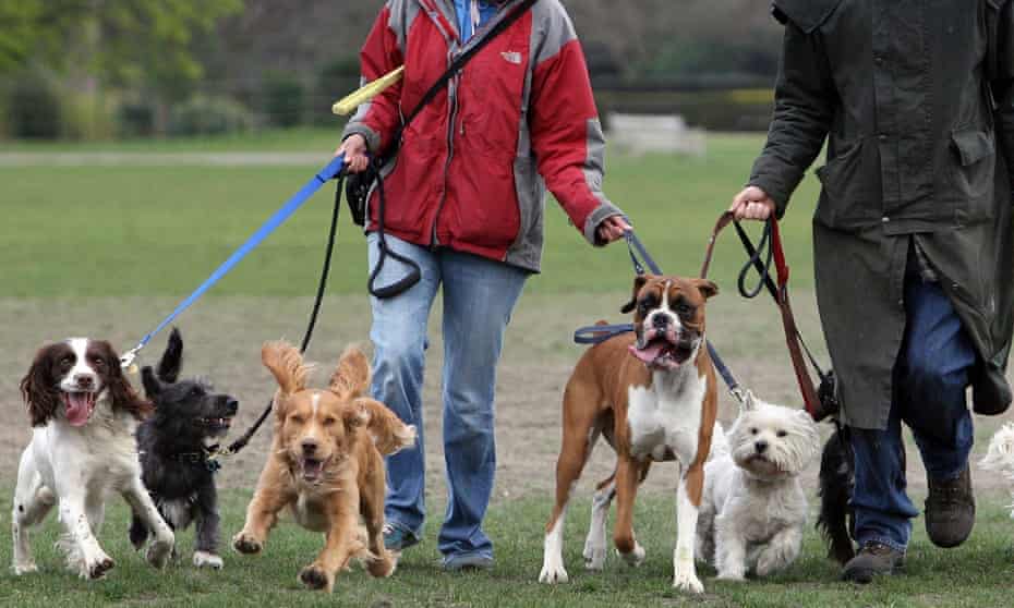 Dog walkers operating in the informal economy are among those likely to be earning below the minimum wage.