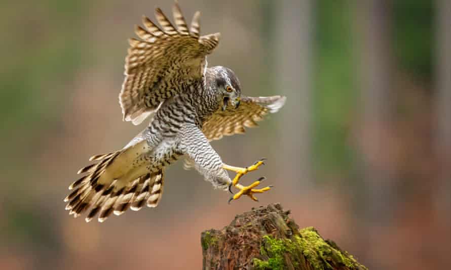 Goshawks have an unsettling ability to come and go silently