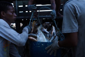 Pescadores transportam suas capturas no município de Calçoene, no Amapá.