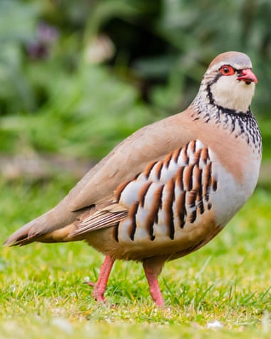 A red-legged partridge: 57m partridges and pheasants are usually reared in the UK each year.