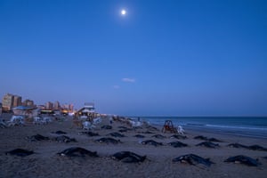 Dozens of manta rays lie on the beach of the Mediterranean Sea in Gaza City.