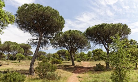 Pine forest in the Massif des Maures.
