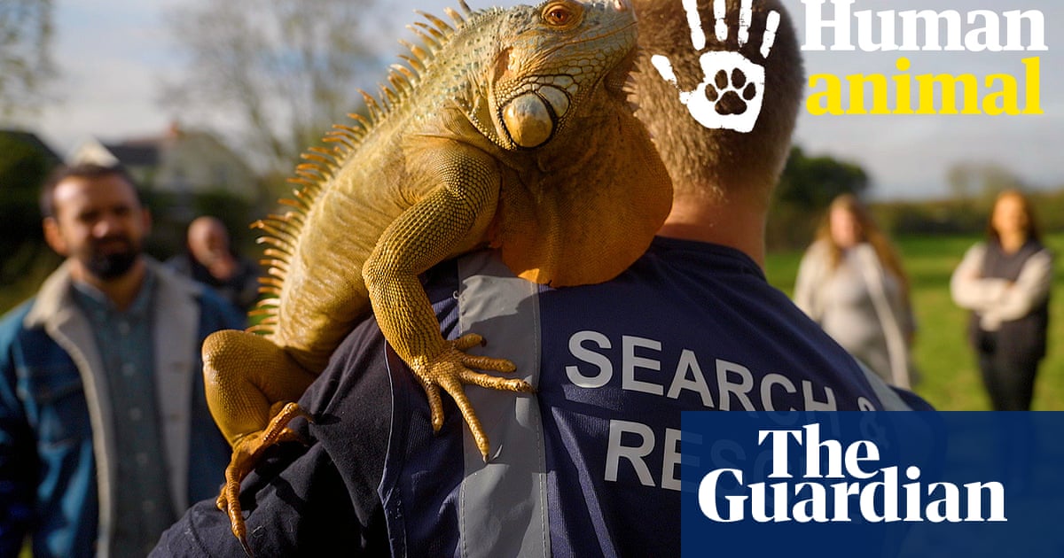 When wild animals escape: could the exotic pet trade be our downfall? – video