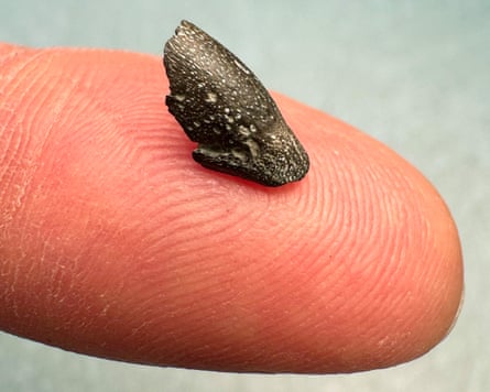 A tiny fossil on someone’s fingertip