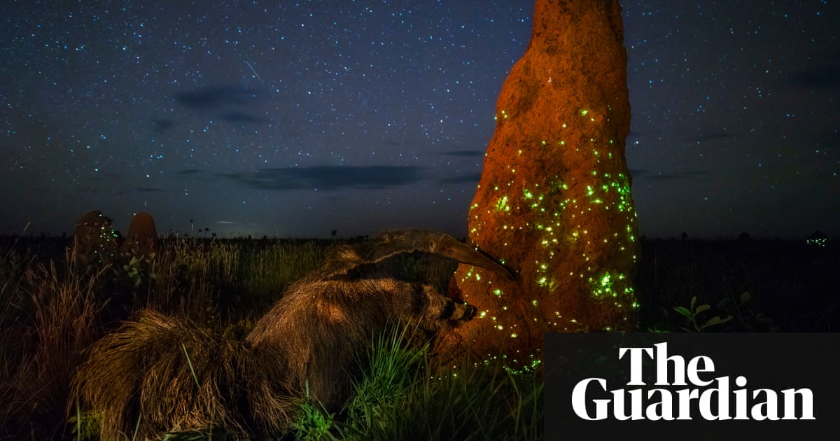 Anteater in prize-winning wildlife photo is stuffed, say judges | Art and design | The Guardian