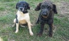 'New Zealand is not that big a place': the nine-month, $20,000 search for two lost dogs