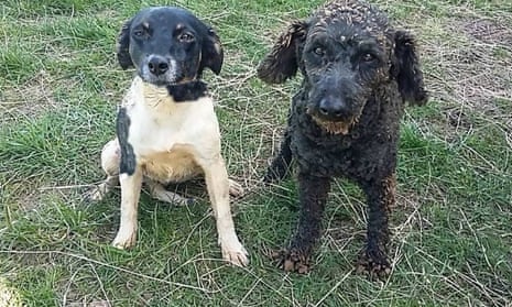 Weed, left, and Dice went missing from their home on the Otago Peninsula on October 17 last year