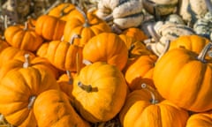 Jack Be Little field pumpkins, Cucurbita pepo