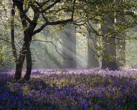 Rays of sunlight enter this Bluebell forest in Norfolk