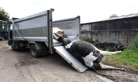 A cow carcass being hauled into a tipper truck.