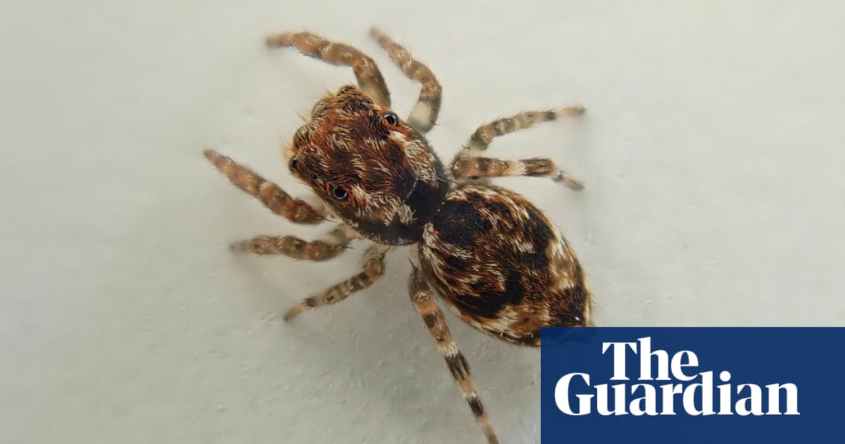 Exotic spiders flourishing in Britain as new jumping species found in Cornwall | Spiders