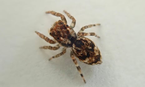 Large spider with furry tiger-type brown an d cream markings