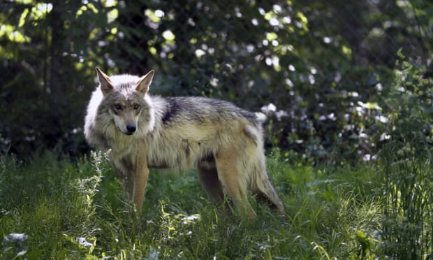 A Mexican gray wolf. Idaho’s gray wolf population was recently estimated at 1,556 wolves.