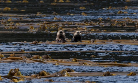 Sea otters in Haida Gwaii, British Columbia