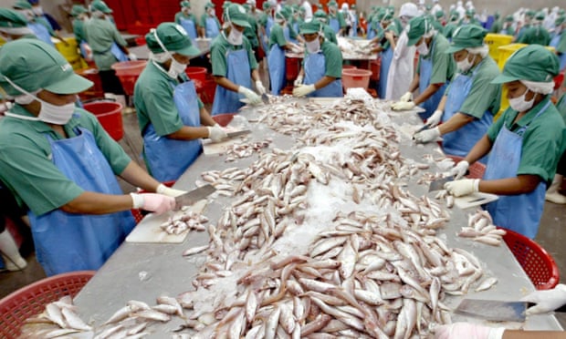  Workers process fish in southern Thailand.  Photograph: Narong Sangnak/EPA