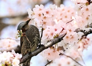 A bird perches on a branch of a cherry tree in full bloom in Tokyo’s Ueno park
