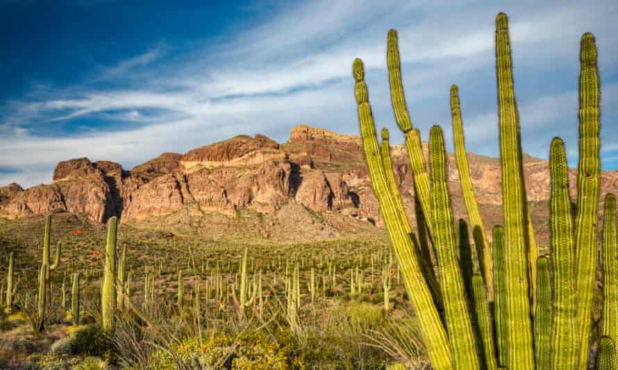Organ pipe, saguaro cacti, Ajo Range behind, Sonoran Desert, Organ Pipe Cactus National Monument, Arizona, USA